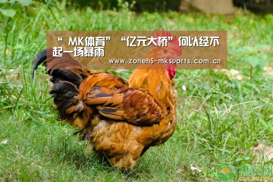 MK体育App官网入口 
